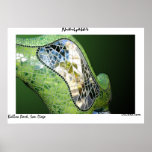 Niki Gator posters