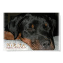 Nikita the Rottweiler asleep posters