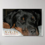 Nikita the Rottweiler asleep Print