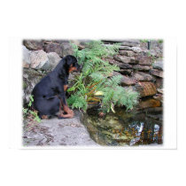 Nikita the Rottweiler pond gazing posters
