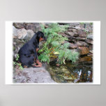 Nikita the Rottweiler pond gazing Posters