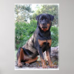 Nikita the Rottweiler sitting on rock Print