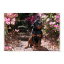 Nikita the Rottweiler with flowers posters