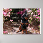 Nikita the Rottweiler with flowers Posters