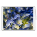 nikko cards by blacqbook nikko cards