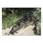 Nile Crocodile EGYPT Greeting Cards