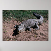 Nile Crocodile Posters