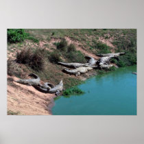 Nile Crocodiles Posters