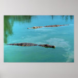 Nile Crocodiles posters