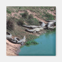 Nile Crocodiles Refrigerator Magnet