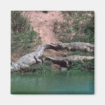 Nile Crocodiles Refrigerator Magnets