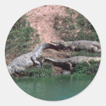 Nile Crocodiles Round Stickers