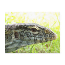 Nile Monitor postcards by Natures_Whisper Nile Monitor postcards