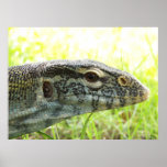 Nile Monitor Posters