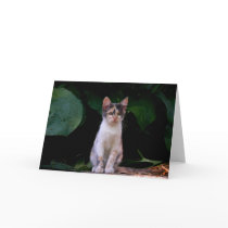 Nina cards by viviculture Nina cards