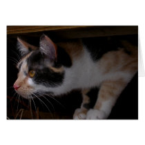 Nina looks out cards