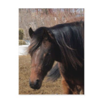 Ninapretty postcards by myindianpony Ninapretty postcards