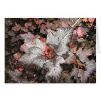Nine Bark Greeting Cards