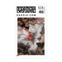 Nine Bark Postage