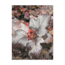 Nine Bark Post Cards