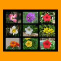 Nine Different Flowers 2 posters