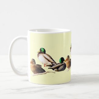 Nine Mallard Ducks Mugs