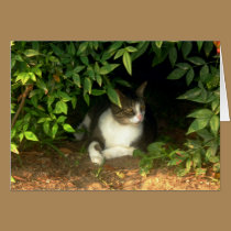 Ninja Kitty Hiding in the Bushes cards