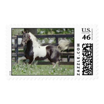 Nite of Fame postage