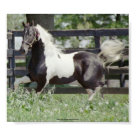 postcard - Nite of Fame- Pinto American Saddlebred Stallion.  Owned by Lindsay Hunter of Silverstone Equicenter