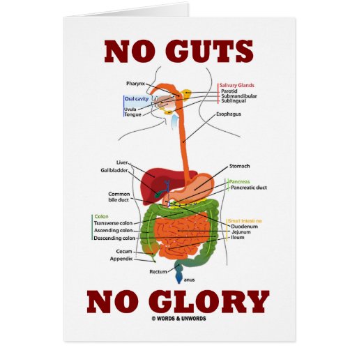 No Guts No Glory (Digestive System Anatomy Humor) Card Zazzle