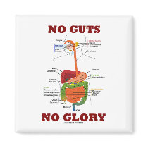 No Guts No Glory (Digestive System Anatomy Humor) Magnet