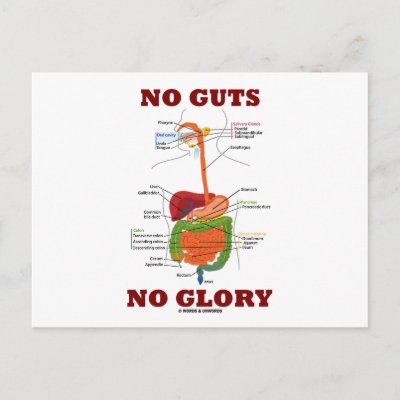 human digestive system diagram. human digestive system diagram