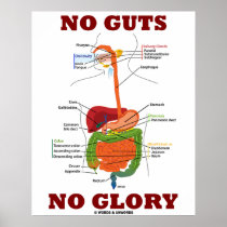 No Guts No Glory (Digestive System Anatomy) Posters
