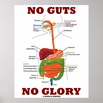 The Digestive System Organs and Functions / Essays / Biology / ID ...