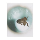 No higher resolution available. Frog_diamagnetic_l postcards