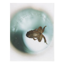 No higher resolution available. Frog_diamagnetic_l Post Cards