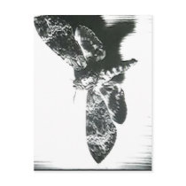 No higher resolution available. Moth_(Un_Chien_And postcards by rahulbiswas No higher resolution available. Moth_(Un_Chien_And postcards