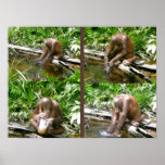 No Monkey Business Poster