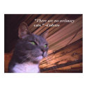 No Ordinary Cats posters