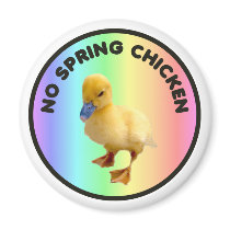 No Spring Chicken Magnet