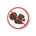 No Squirrels Magnets