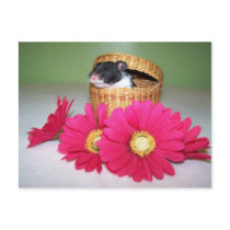 noah boy postcards by KatAnnette noah boy postcards