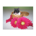 noah cutie postcards by KatAnnette noah cutie postcards