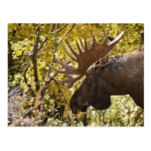 Noble Bull Moose Post Card