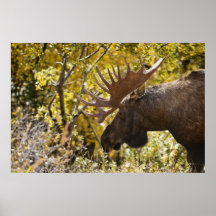 Noble Bull Moose Poster