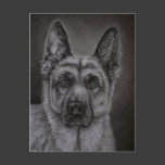 Noble - German Shepherd Dog Art Postcard