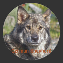 Noble German Shepherd Wolf-like Pose stickers