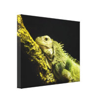 Noble Iguana Canvas