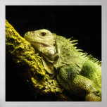 Noble Iguana Print, starting at $10.65
