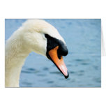 Noble Spirit | Mute Swan Blank Greeting Card